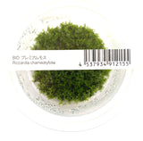 IC821 ADA Tissue Culture Plant - Mini Pellia (Riccardia Chamedryfolia) (cup size: short)