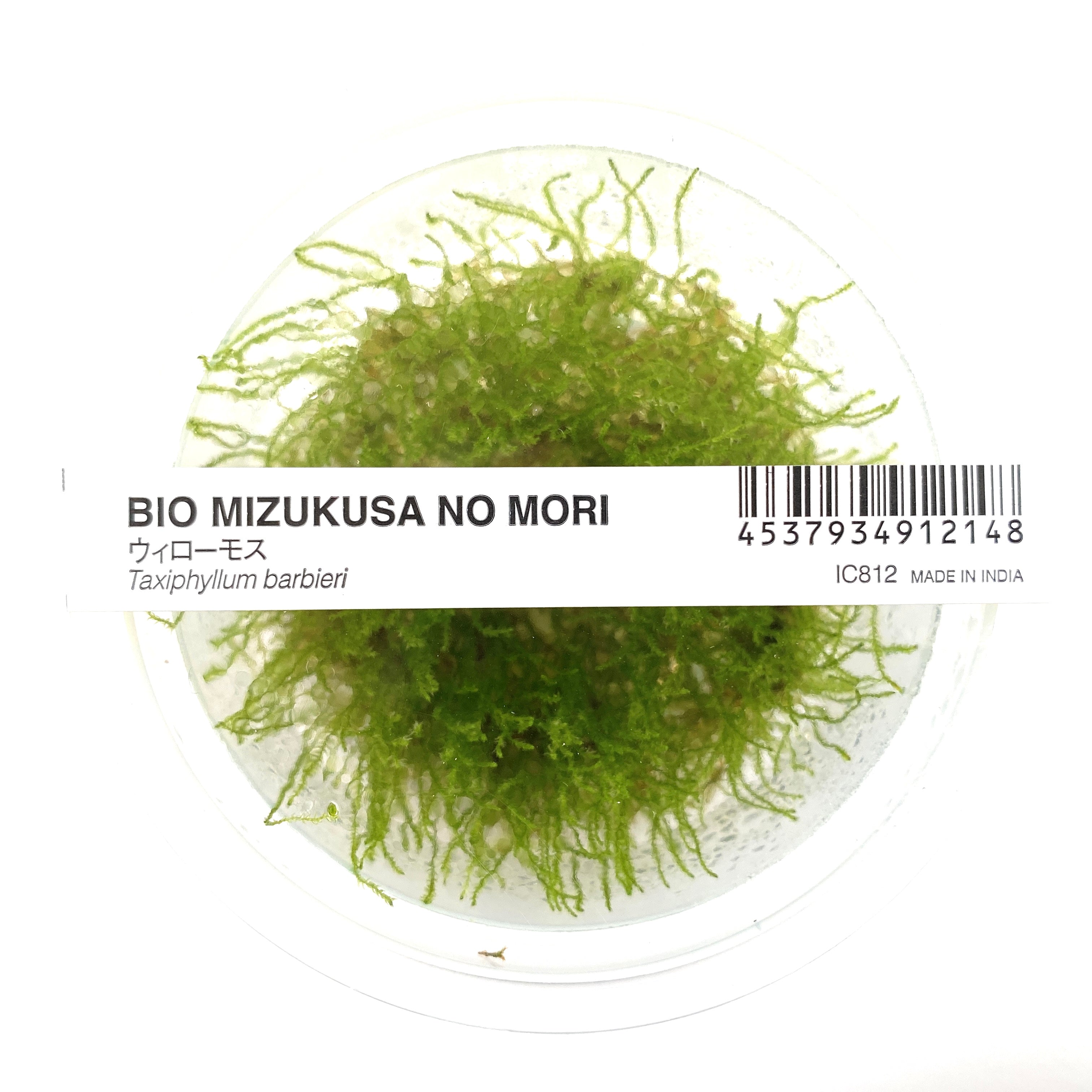 IC812 ADA Tissue Culture - Taxiphyllum Barberi (cup size: Short