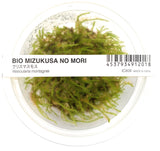 IC809 ADA Tissue Culture Plant - Christmas moss (Vesicularia Montagnei) (cup size: short)
