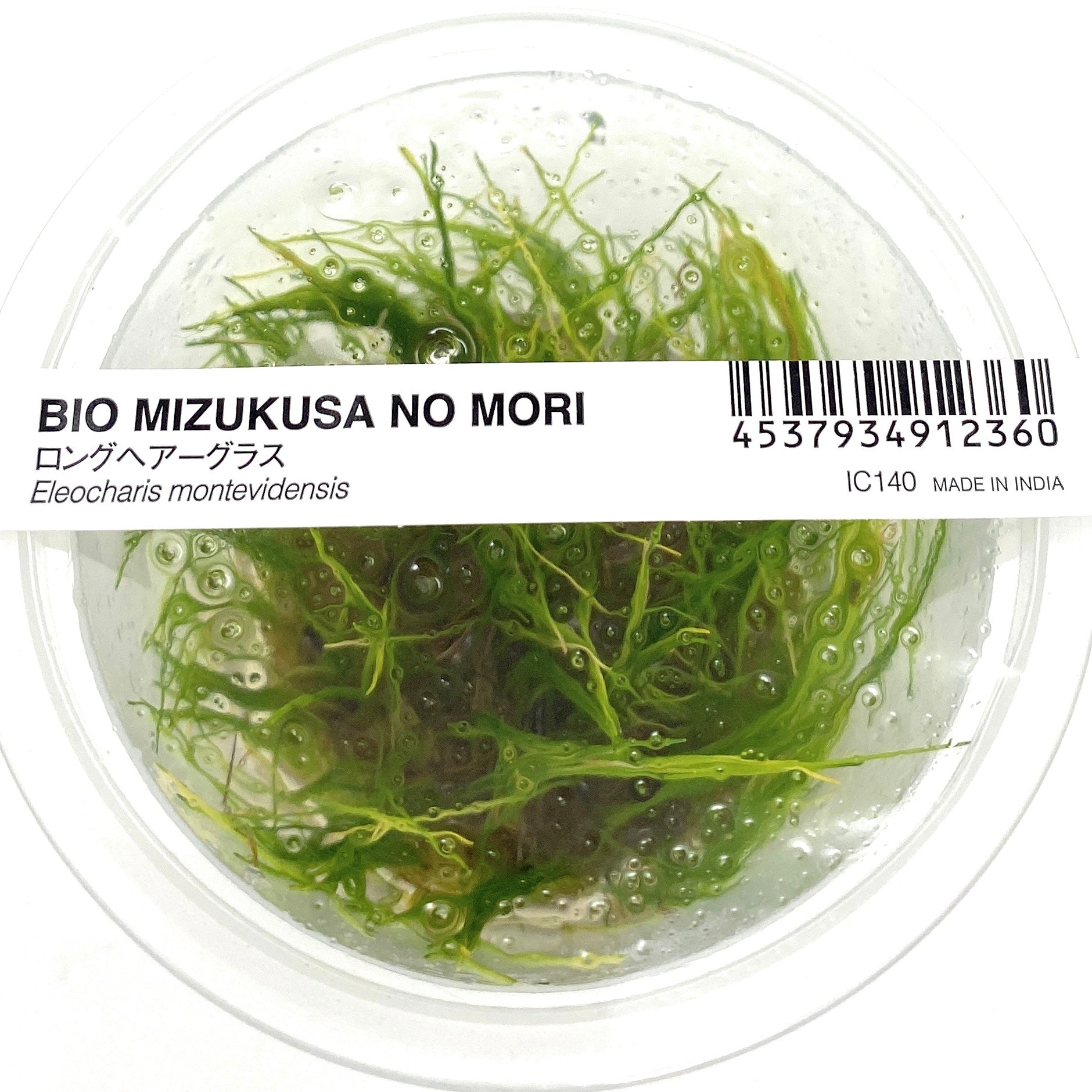 IC140 ADA Tissue Culture-Eleocharis montevidensis – Aqua Forest