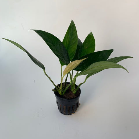 Anubias congensis (potted)