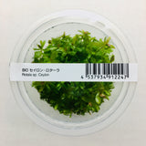 IC439 ADA Tissue Culture - Rotala sp 'Ceylon' (cup size: tall)