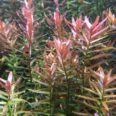 IC043 ADA Tissue Culture Rotala sp. "H'Ra"  (cup size: tall)