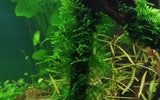 Tropica Aquarium Plants:  Taxiphyllum "Spiky" (TC) Tropica 1-2-Grow!