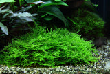 Tropica Aquarium Plants:  Taxiphyllum "Spiky" (TC) Tropica 1-2-Grow!