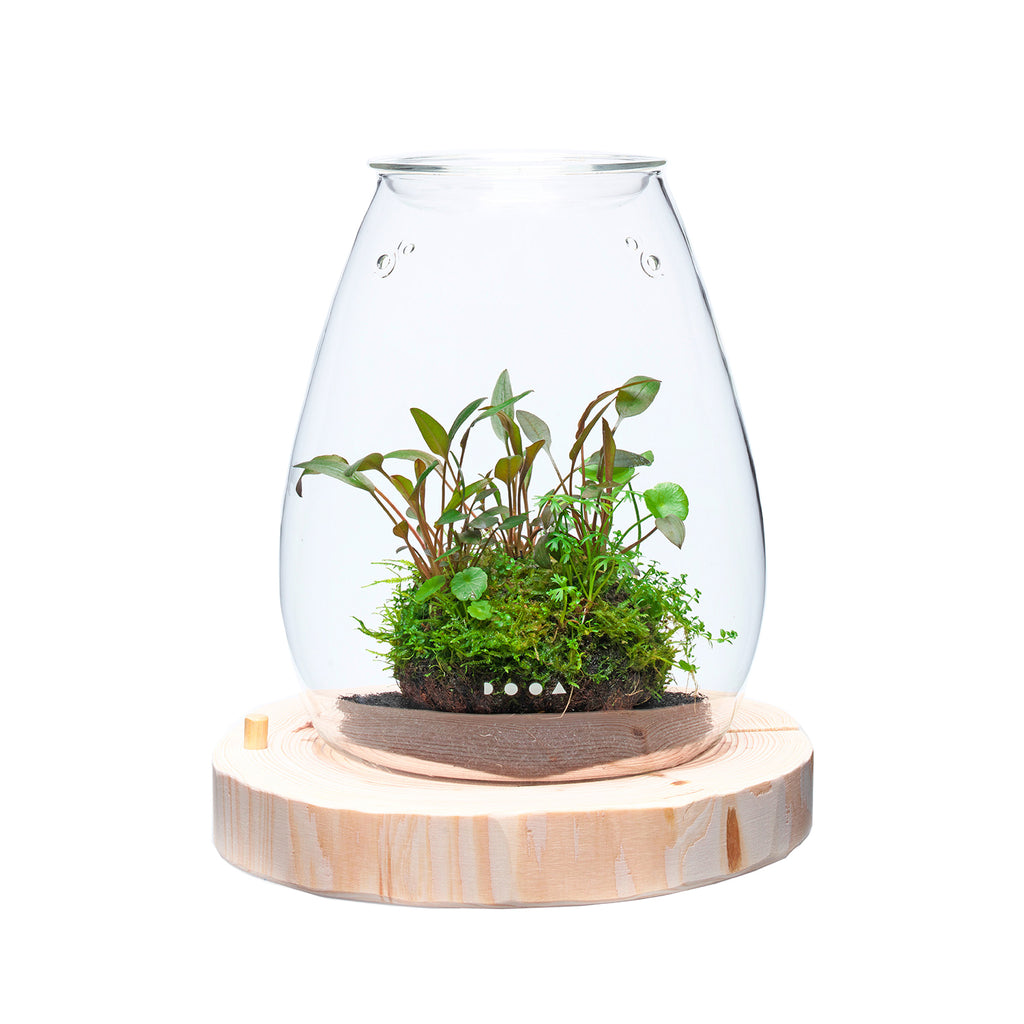 DOOA Wood Base SHIZUKU – Aqua Forest Aquarium
