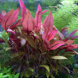 Tropica Aquarium Plants:  Alteranthera Reineckii "Mini" (TC)  Tropica 1-2-Grow!