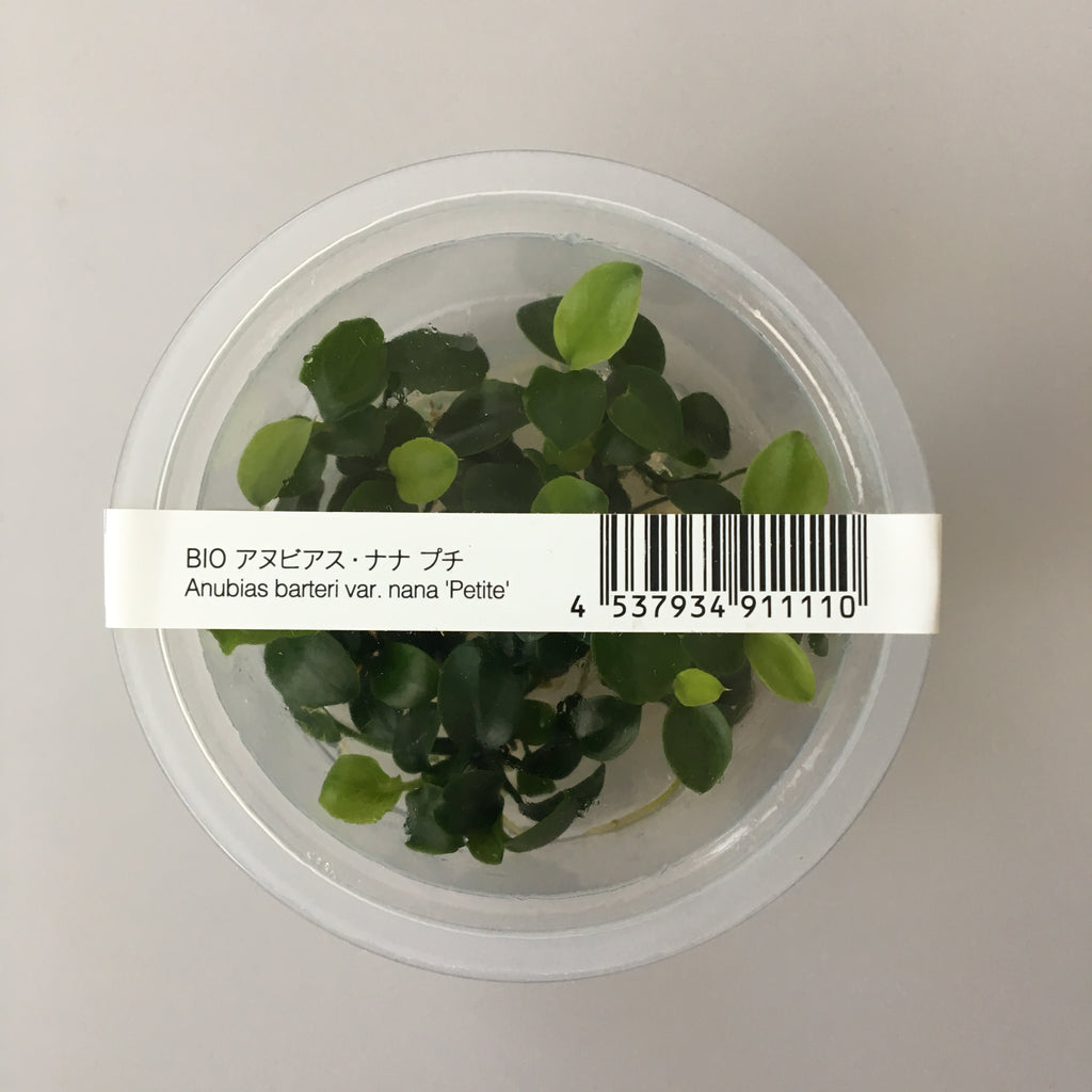ADA tissue culture Anubias nana petite 
