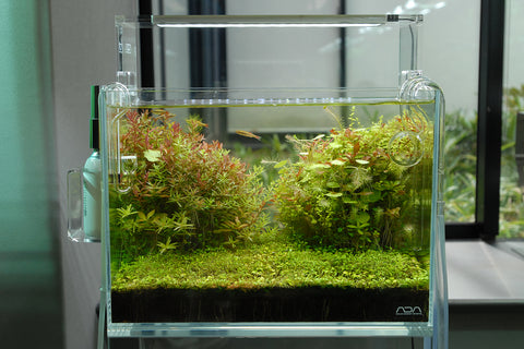 ADA Cube Garden Mini M Rimless Aquarium (Ultra High Clarity Glass) – Aqua  Forest Aquarium