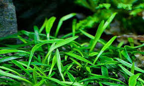 IC093 ADA Tissue Culture Cryptocoryne parva (cup size: tall)