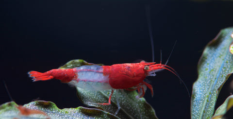 Red Rili shrimp (Neocaridina Davidi)
