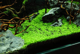 Tropica Aquarium Plants: Elatine Hydropiper (TC)  Tropica 1-2-Grow!