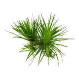 Tropica Aquarium Plants:  Eriocaulon Cinereum (TC)  Tropica 1-2-Grow!