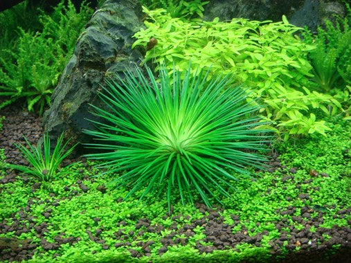 Tropica Aquarium Plants:  Eriocaulon Cinereum (TC)  Tropica 1-2-Grow!