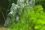 Tropica Aquarium Plants:  Eriocaulon Cinereum (TC)  Tropica 1-2-Grow!