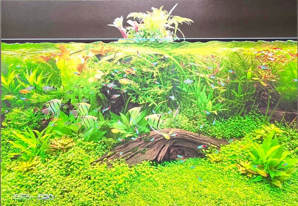 ADA Nature Aquarium Calendar 2023 – Aqua Forest Aquarium