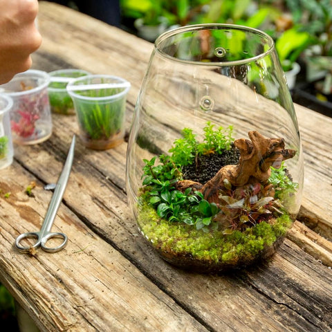 glass pot for plants DOOA Glass Pot SHIZUKU