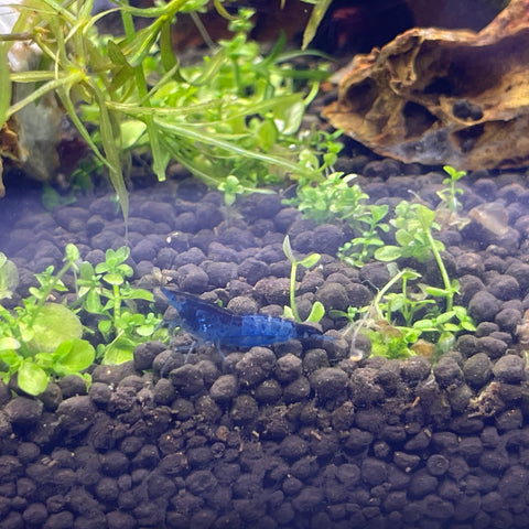 Dark blue rili shrimp (Neocaridina Davidi)