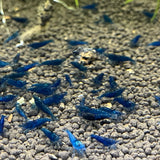 Fantasy blue velvet shrimp (Neocaridina Davidi)