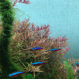 IC039 ADA Tissue Culture  - Rotala sp 'Pink' (cup size: tall)