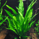 Java Fern (Microsorum pteropus) (potted)