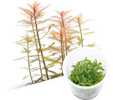 IC403 ADA tissue culture plant-Proserpinaca Palustris (Cup size: tall)