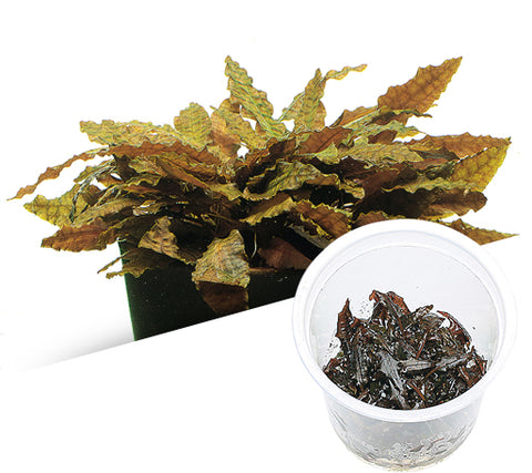IC095 ADA Tissue Culture Cryptocoryne Wendtii "tropica" (cup size: tall)