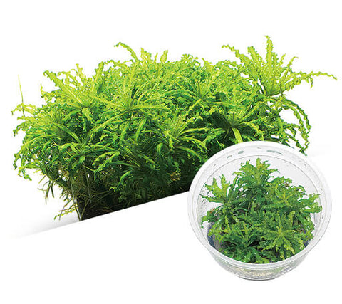 DENNERLE Waterplant Waterspreeuw - Pogostemon Helferi In-Vitro kopen DENNERLE Waterplant Waterspreeuw - Pogostemon Helferi In-Vitro kopen