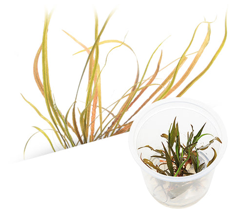 IC195 ADA Tissue Culture Cryptocoryne spiralis 'red' (cup size: tall)