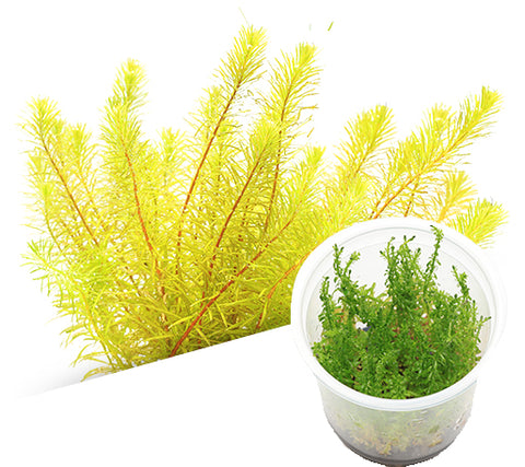 IC392 ADA Tissue Culture - Rotala sp 'Bangladesh' (cup size: tall)