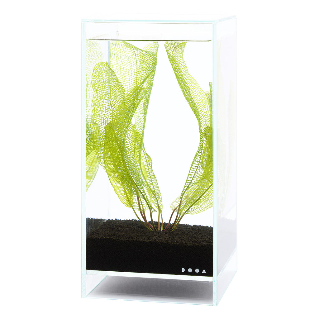 DOOA ネオグラスエア W15×D15×H30 W20×D20×H20 DOOA NEO GLASS AIR W15×D15×H30cm – Aqua Forest Aquarium