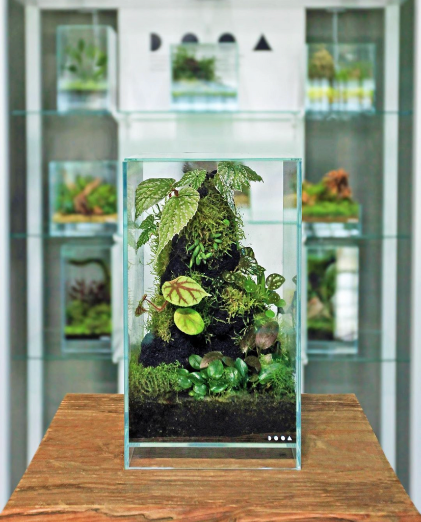 DOOA NEO GLASS AIR W15×D15×H25cm – Aqua Forest Aquarium