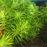 IC450 ADA Tissue Culture - Pogostemon deccanensis  (cup size: tall)