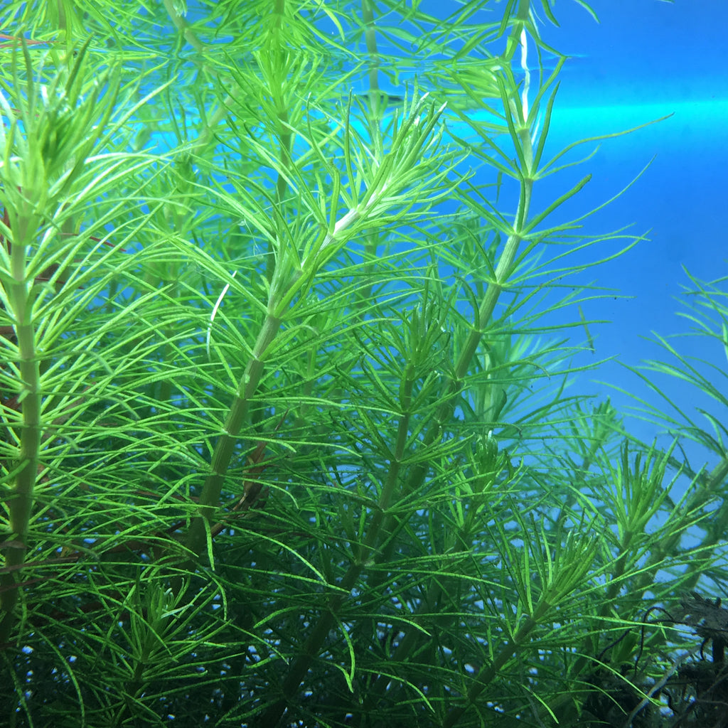 IC450 ADA Tissue Culture - Pogostemon deccanensis  (cup size: tall)