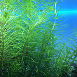 IC450 ADA Tissue Culture - Pogostemon deccanensis  (cup size: tall)