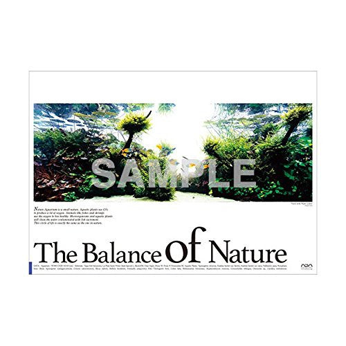 Balance of Nature Poster (B. Melanotaenia boesemani)