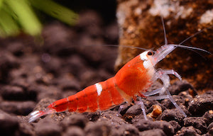 Super Red shrimp Grade S