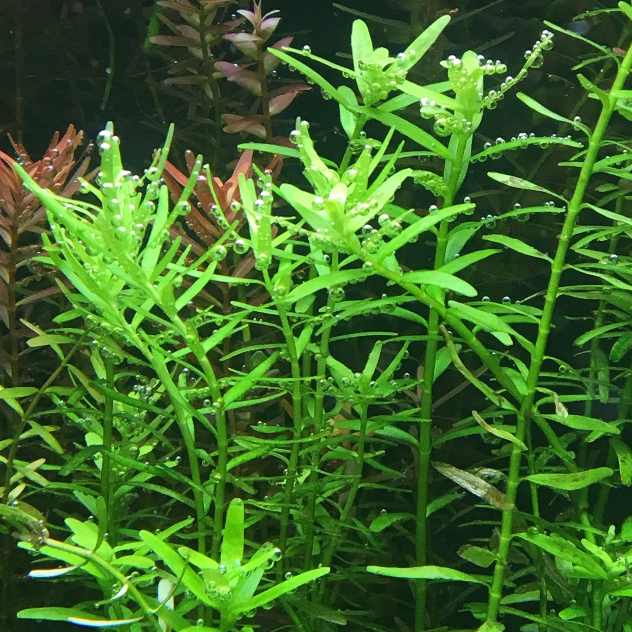 thumbnail image 2 of Rotala Rotundifolia Green – Aqua Green Tunisia 2 of 14