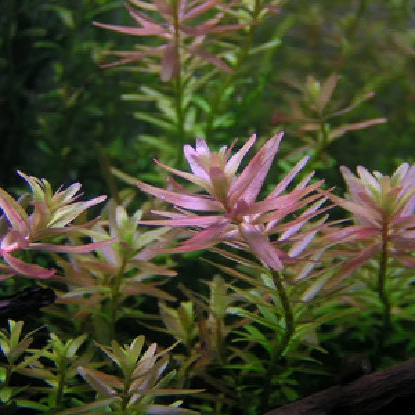 IC039 ADA Tissue Culture Rotala sp 'Pink' (cup size: tall)