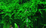 Tropica Aquarium Plants:  Vesicularia Ferriei 'Weeping' (TC)  Tropica 1-2-Grow!